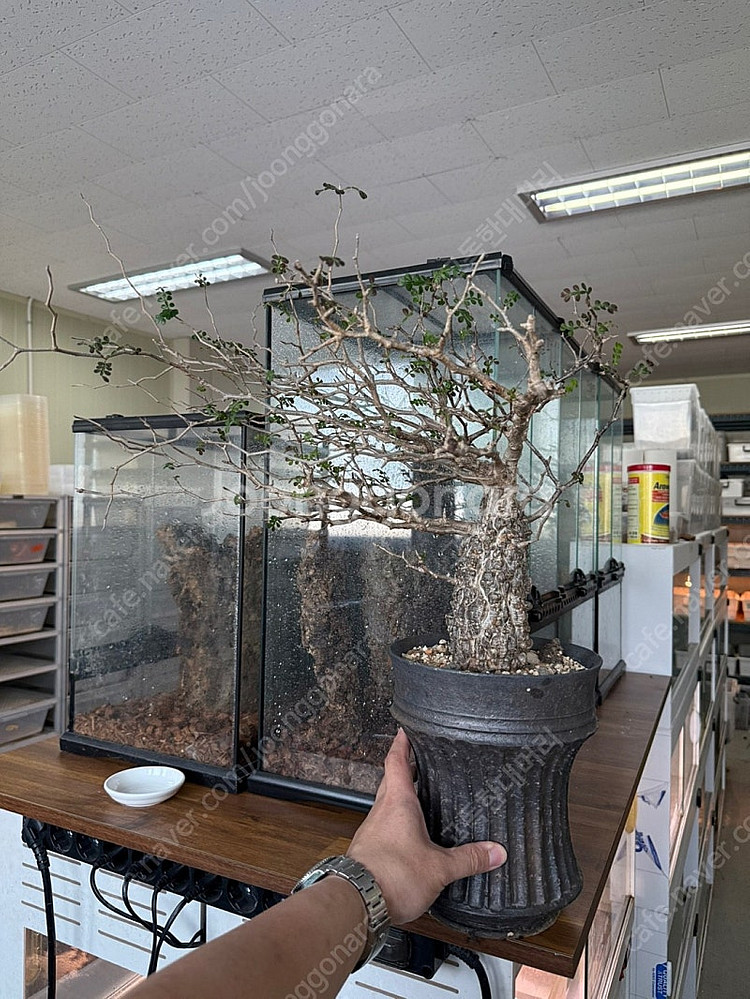 괴근식물 파키푸스 분양합니다.--1