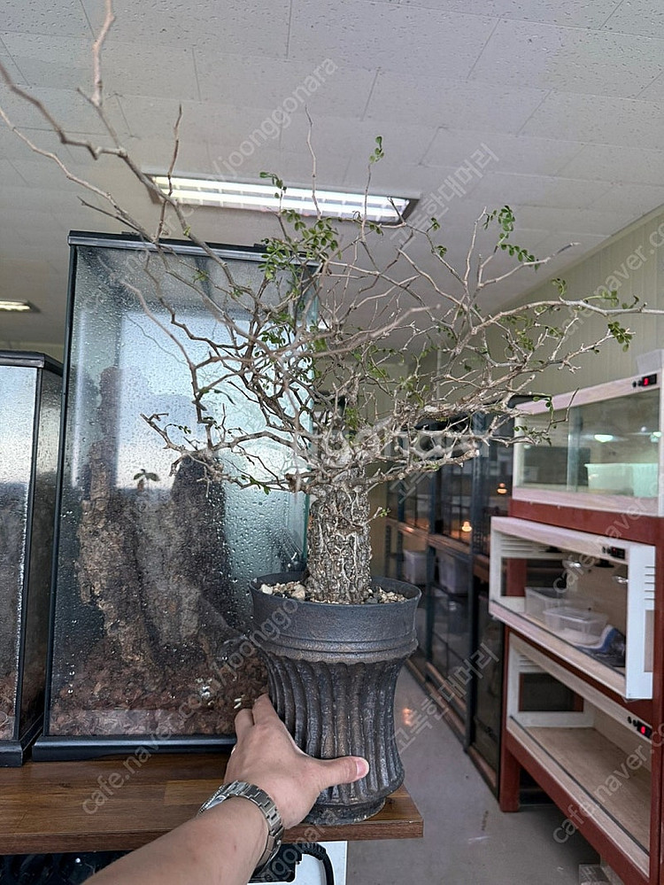 괴근식물 파키푸스 분양합니다.--3