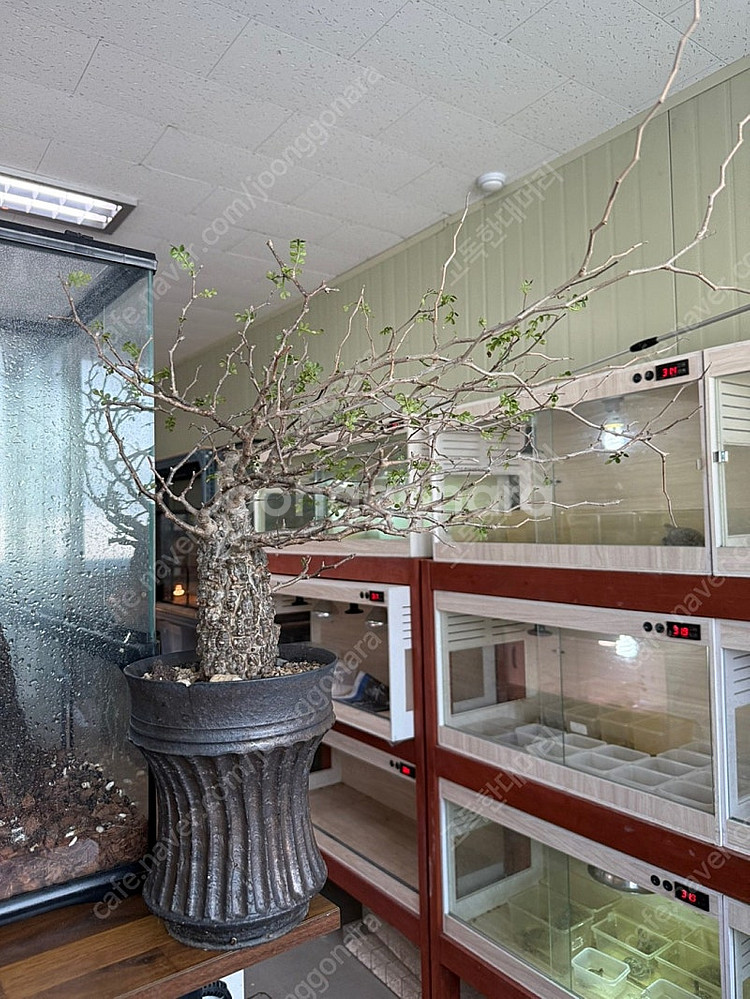 괴근식물 파키푸스 분양합니다.--4