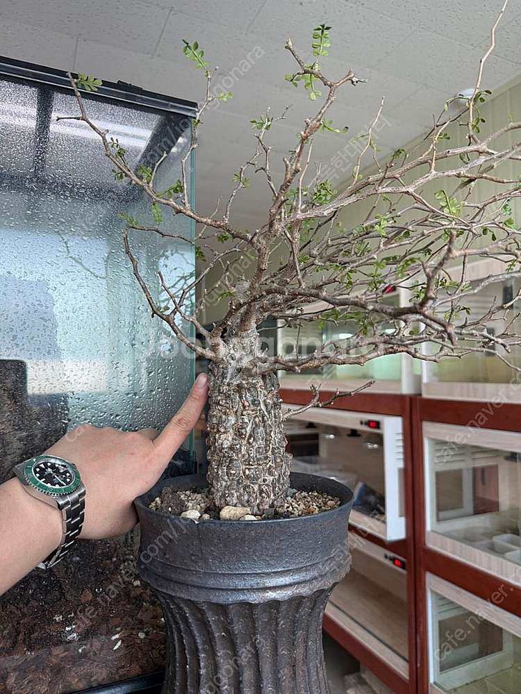 괴근식물 파키푸스 분양합니다.--0