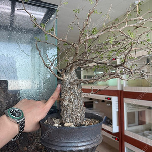 괴근식물 파키푸스 분양합니다.