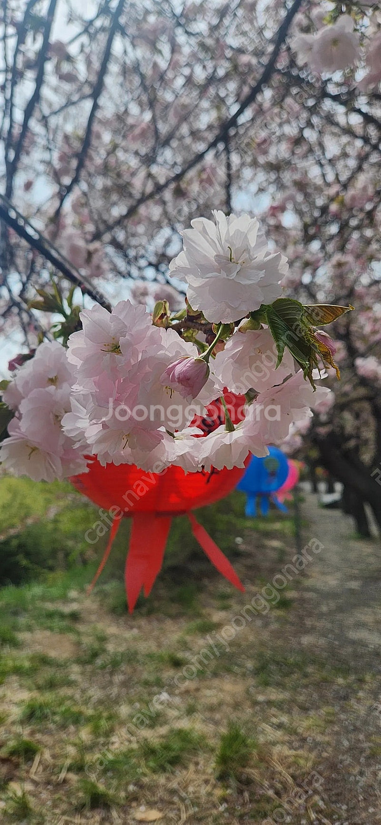 대명 변산 천안 소노벨 무창포 금호통영 화순 설악 리조...--0