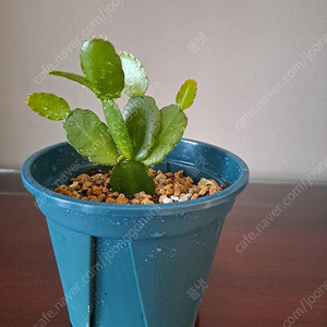 흰색원종 게발선인장 (수입)