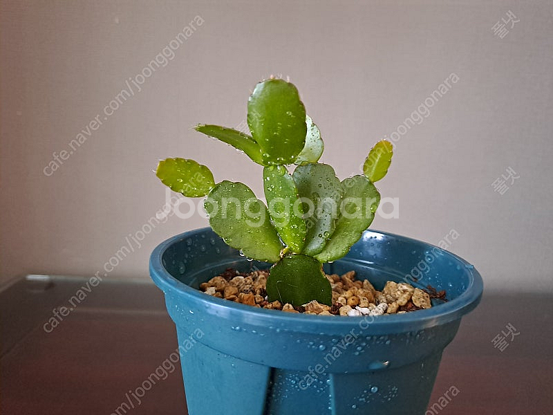 흰색원종 게발선인장 (수입)--1