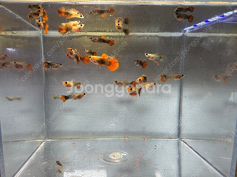 앵두 구피 25마리 일괄--0