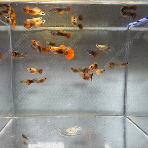 앵두 구피 25마리 일괄