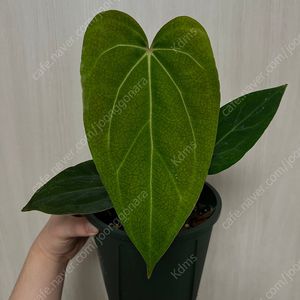 안스리움 칼라블랙키 x 포르틸레