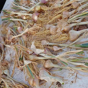 쪽파씨 쪽파종구