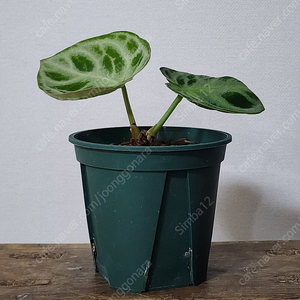 안스리움 도라야끼 실버