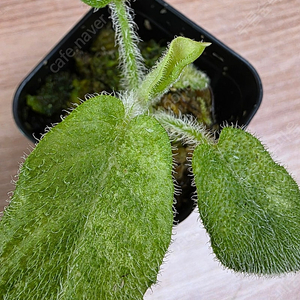 스키스마토글로티스 크리니티스시마 바리에가타 schismatoglottis crinitissima variegata (안스리움 X)