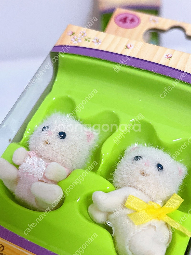 실바니안 파란눈 올드페르시안 쌍둥이 미개봉--1