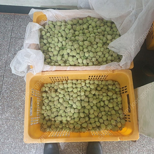제주도산 야생 개복숭아 10kg 돌복숭아