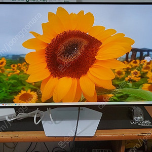 부산) LG 울트라기어 게이밍 모니터 32GS95UVW (32인치)