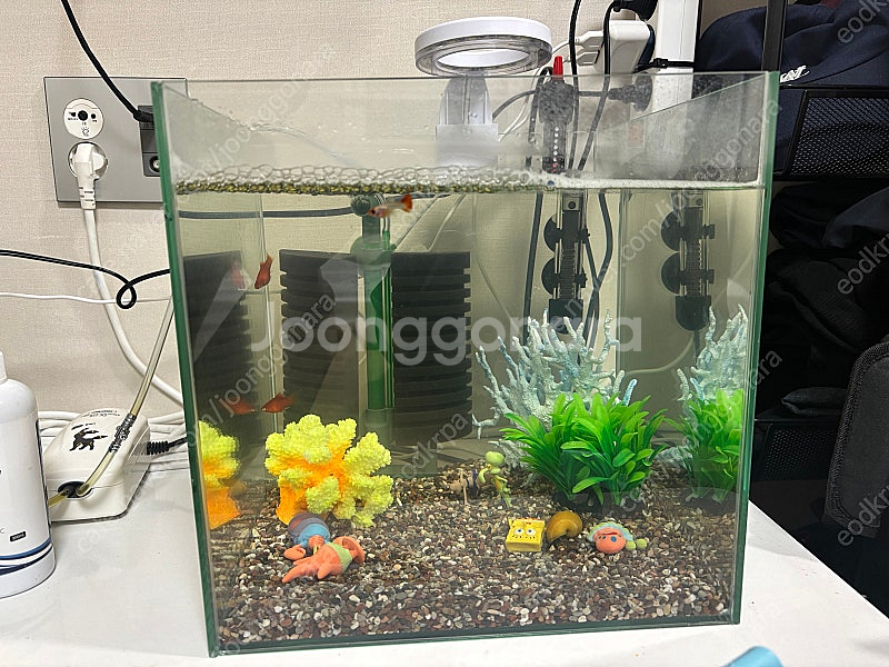 우파루파, 구피랑 어항세트 팝니다--0