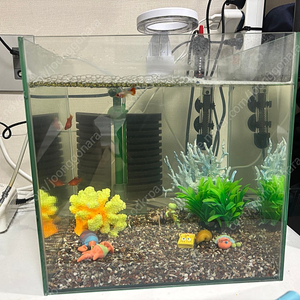 우파루파, 구피랑 어항세트 팝니다