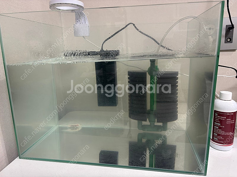 우파루파, 구피랑 어항세트 팝니다--1