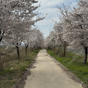삼성 김치냉장고 패널 코타화이트 구매합니다