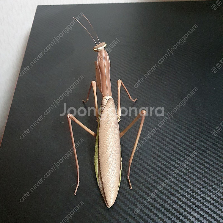 생물대도감 어드밴스 온라인 왕사마귀 판매합니다--3