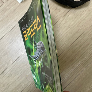 아마존의 작은 신사 코리도라스