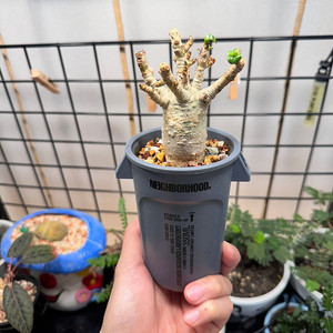 아데니움 dha(식물만)