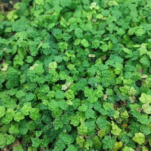 테라리움 비바리움 식물 분양 , 제주애기모람, 블랙메탈 베고니아, 덩쿨 식물, 생수태, 벌레잡이제비꽃 분양