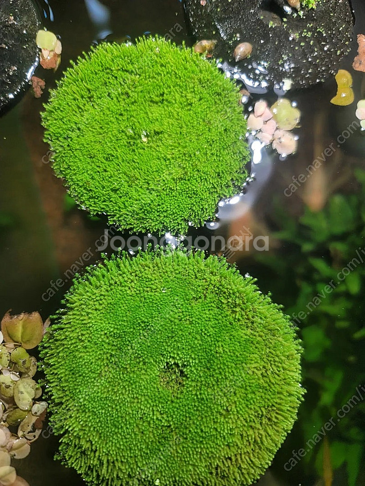 테라리움 비바리움 식물 분양 , 제주애기모람, 블랙메탈 베고니아, 덩쿨 식물, 생수태, 벌레잡이제비꽃 분양--2