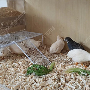 미니메추리 암4수3