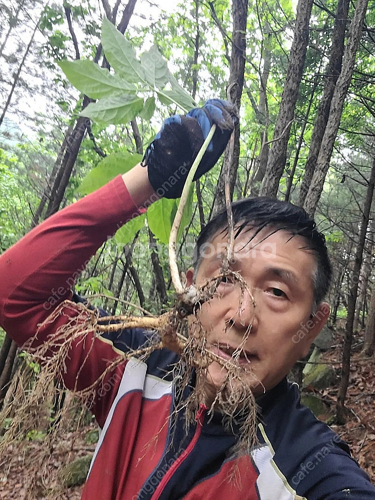 산삼--5