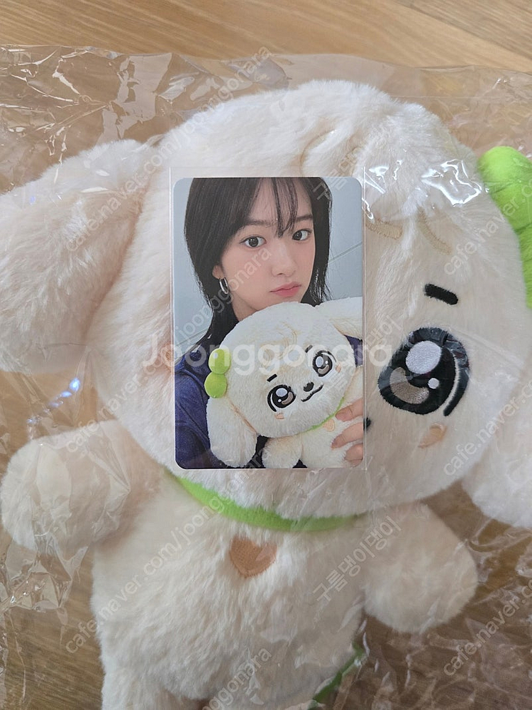 아이브 미니브 팝업 강안지 30cm+포카포함(새상품)--0