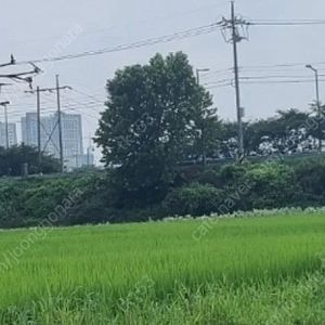 [드론방제 장비일체]상태좋음.DJI mg1+배터리3(중상품),충전기+발전기+200리터물통2 그외 소품일체오토월드 학원에서 학습용으로 쓰던 최상품이었으며..작년에 드론방제활동 잘 했