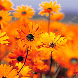 UHR125 바이크 구해봅니다. 24년식이상