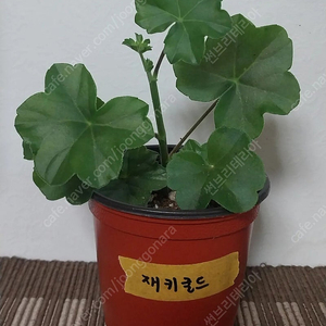 제라늄 재키굴드