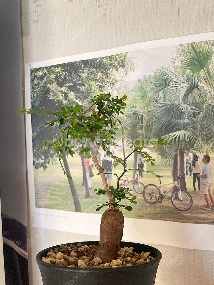 똥키푸스 파키푸스 구근 삽목 코덱스 아프리카식물--1