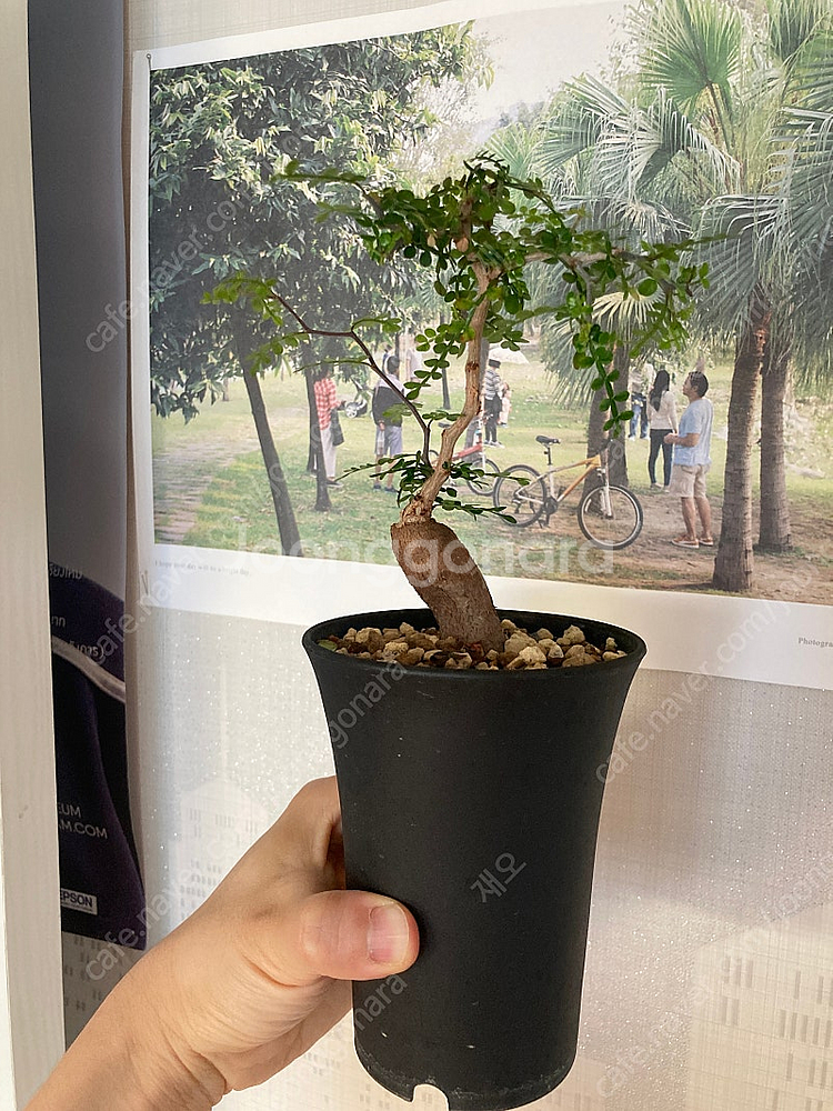 똥키푸스 파키푸스 구근 삽목 코덱스 아프리카식물--2