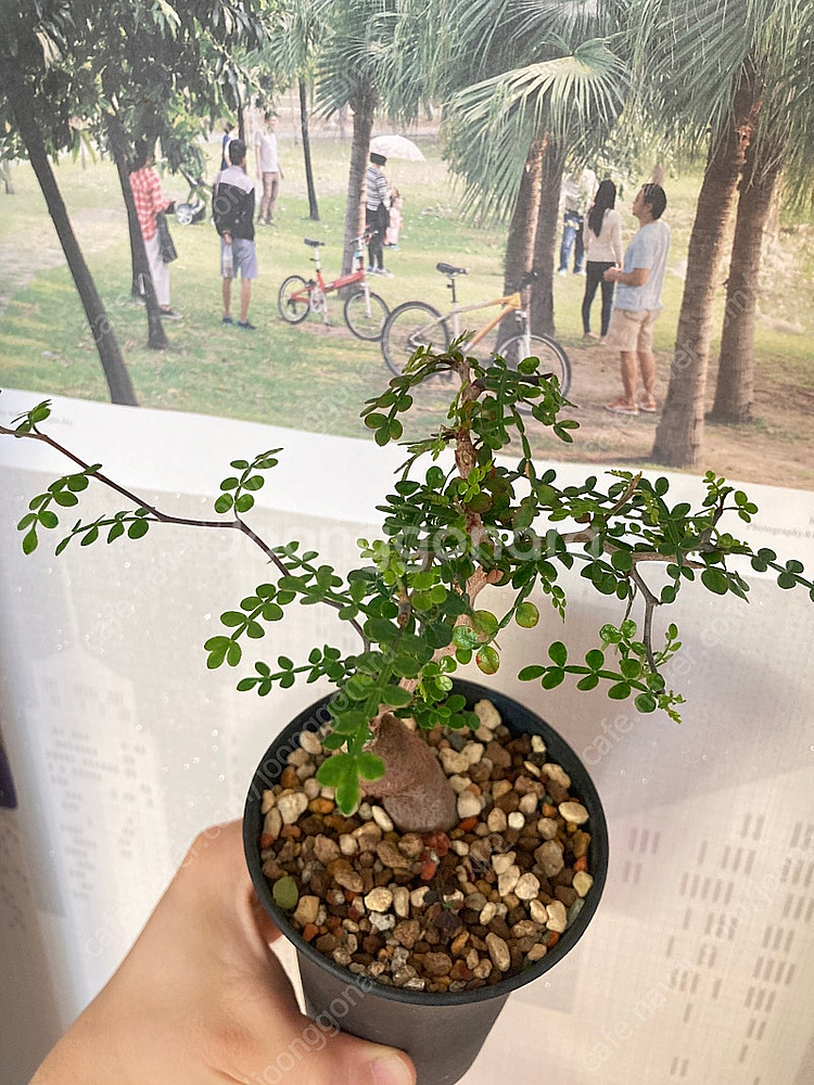 똥키푸스 파키푸스 구근 삽목 코덱스 아프리카식물--3