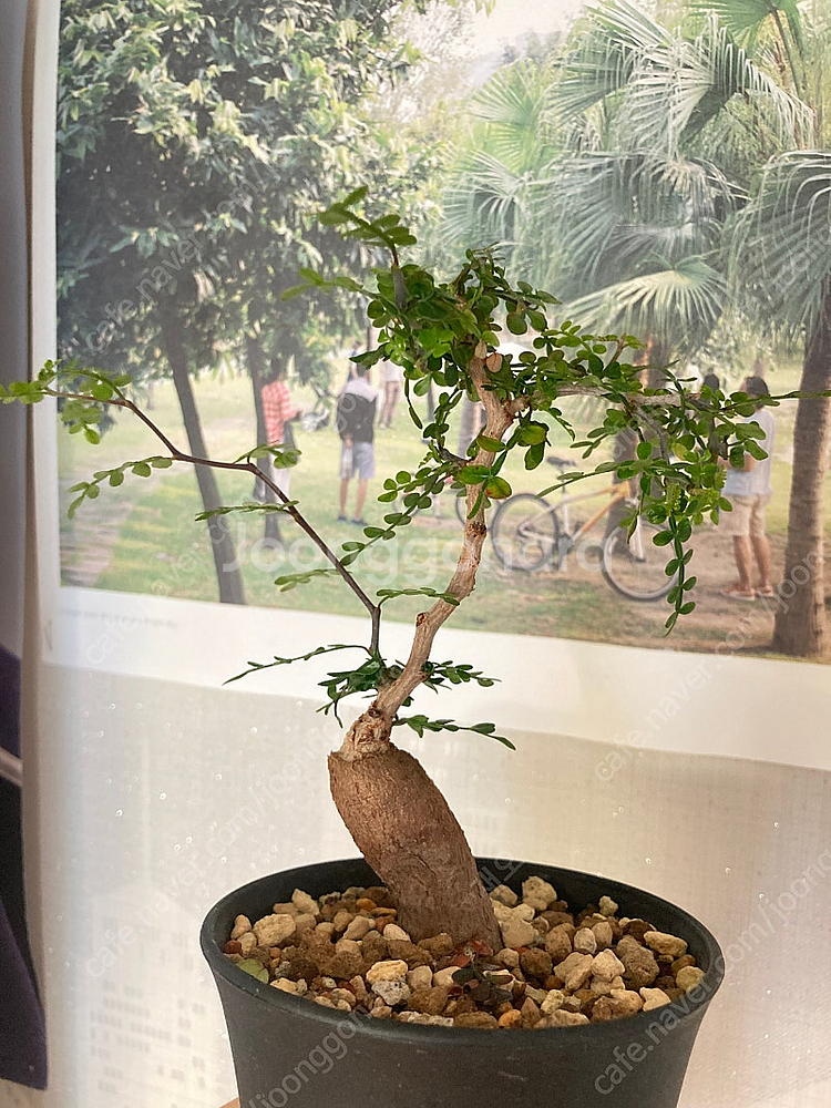 똥키푸스 파키푸스 구근 삽목 코덱스 아프리카식물--4