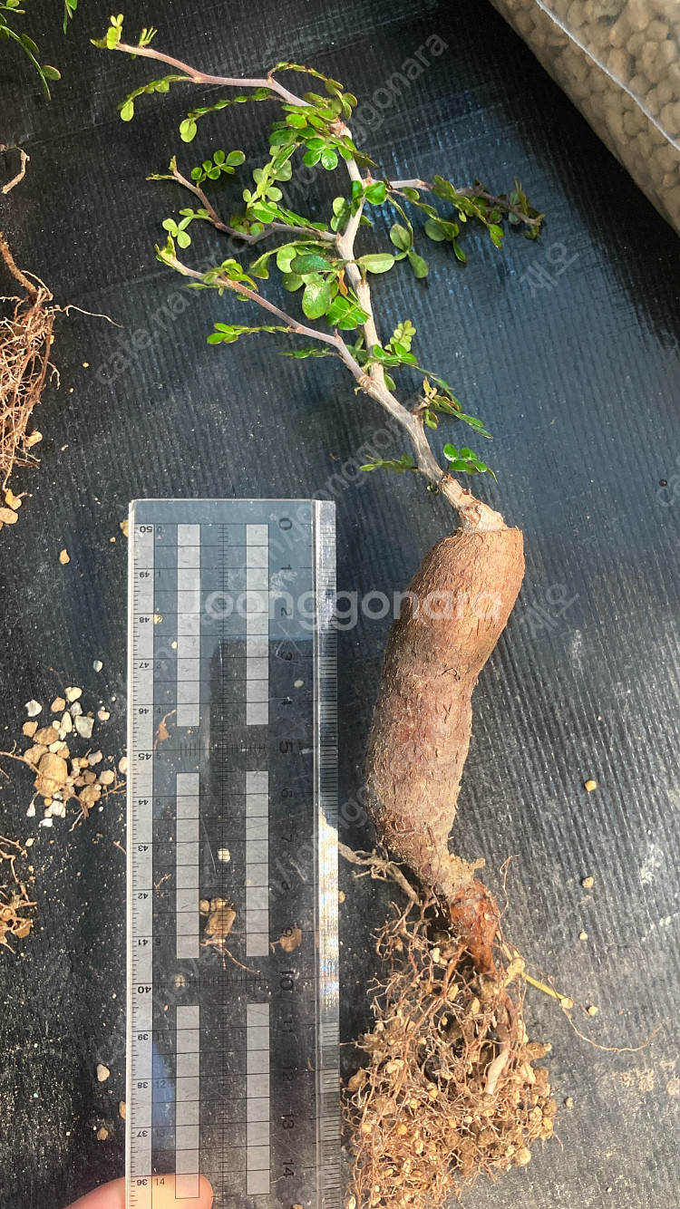 똥키푸스 파키푸스 구근 삽목 코덱스 아프리카식물--0