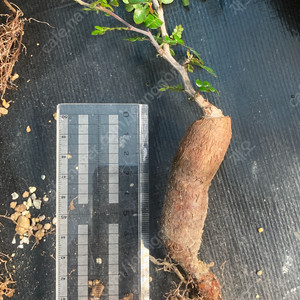 똥키푸스 파키푸스 구근 삽목 코덱스 아프리카식물