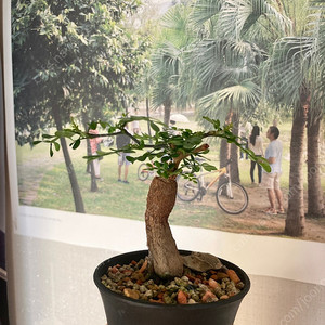 똥키푸스 파키푸스 구근 삽목 코덱스 아프리카식물