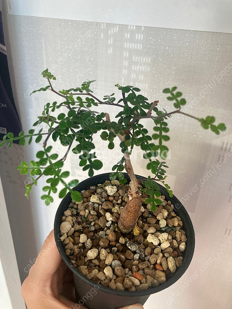 똥키푸스 파키푸스 구근 삽목 코덱스 아프리카식물--0