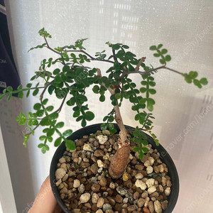 똥키푸스 파키푸스 구근 삽목 코덱스 아프리카식물