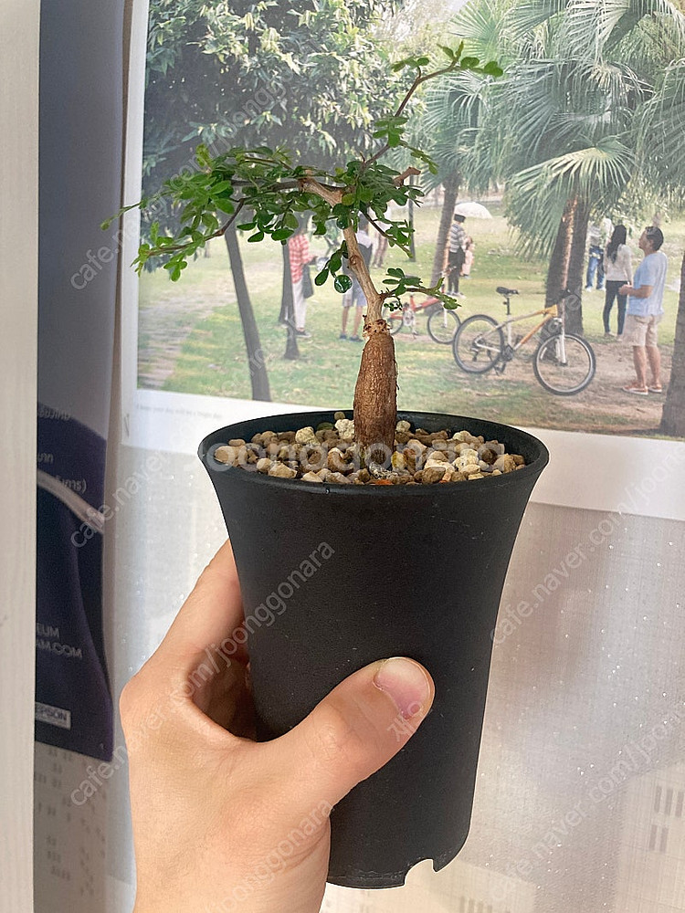 똥키푸스 파키푸스 구근 삽목 코덱스 아프리카식물--1