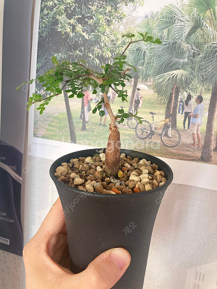 똥키푸스 파키푸스 구근 삽목 코덱스 아프리카식물--2