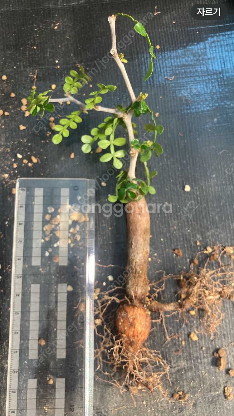 똥키푸스 파키푸스 구근 삽목 코덱스 아프리카식물--3
