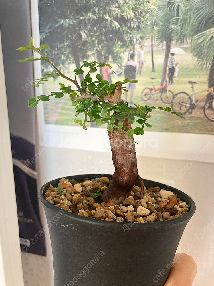 똥키푸스 파키푸스 구근 삽목 코덱스 아프리카식물--0