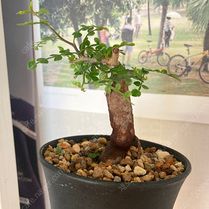 똥키푸스 파키푸스 구근 삽목 코덱스 아프리카식물