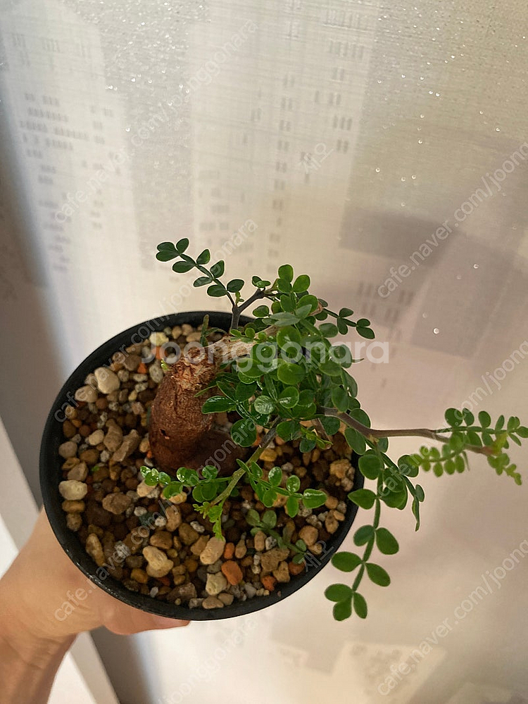 똥키푸스 파키푸스 구근 삽목 코덱스 아프리카식물--1