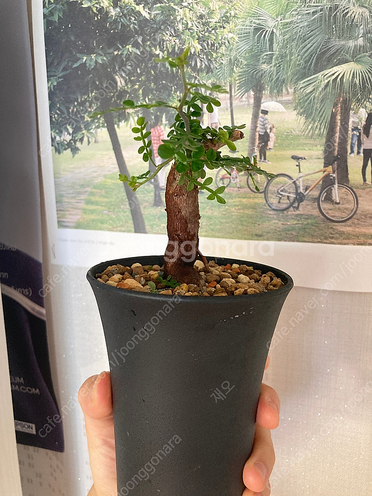 똥키푸스 파키푸스 구근 삽목 코덱스 아프리카식물--2