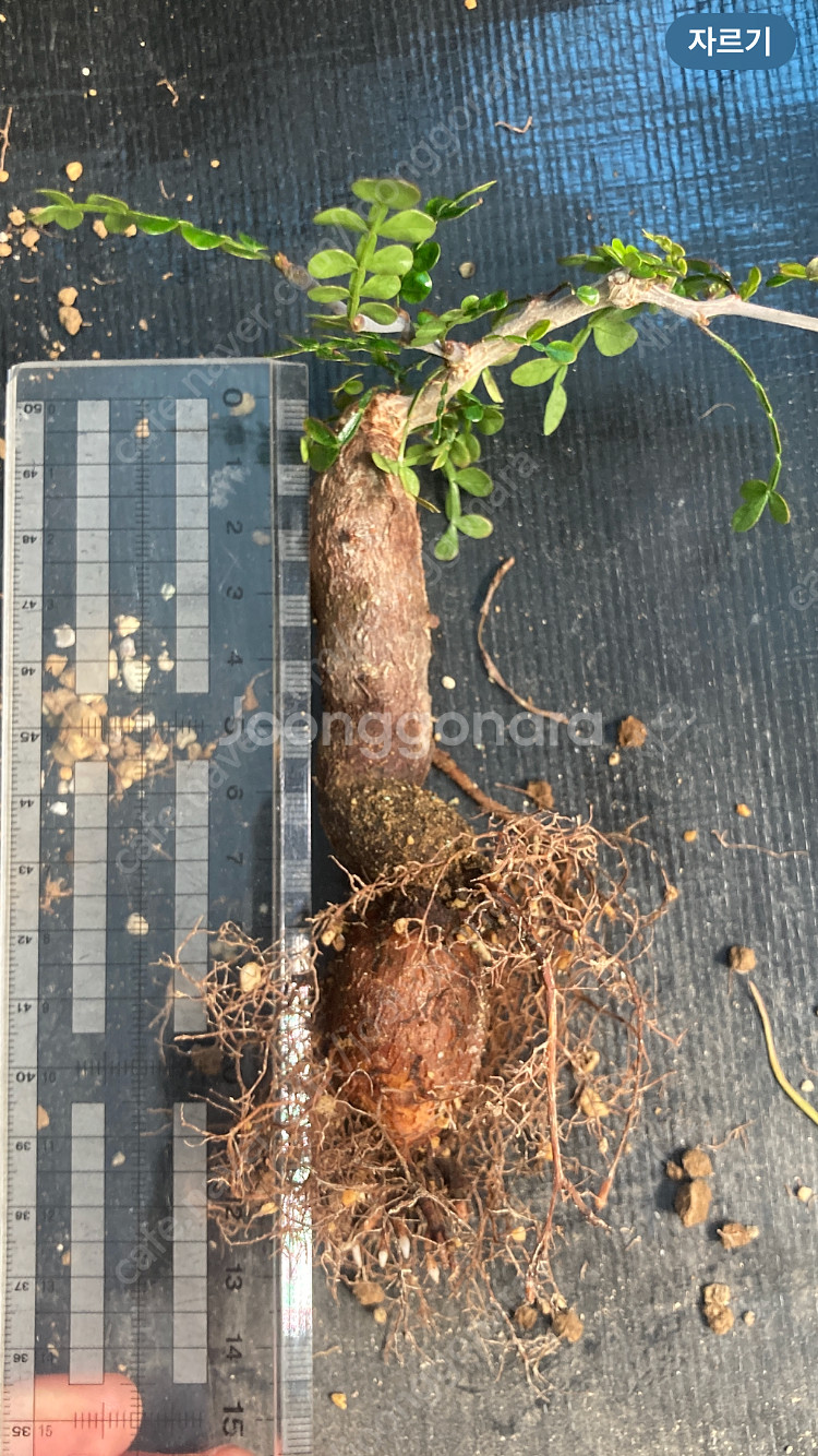 똥키푸스 파키푸스 구근 삽목 코덱스 아프리카식물--3