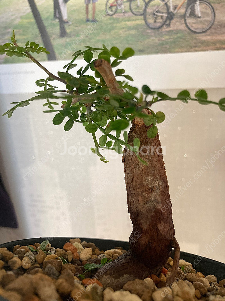 똥키푸스 파키푸스 구근 삽목 코덱스 아프리카식물--4